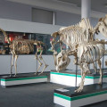 Muzeum Przyrodnicze galeria 3