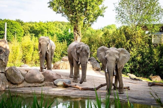 ZOO Poznań zdjęcie