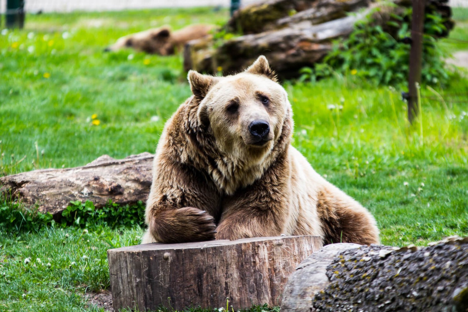 Akcent ZOO zdjęcie