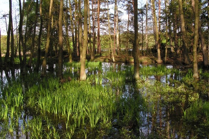 Rezerwat przyrody Wydymacz zdjęcie