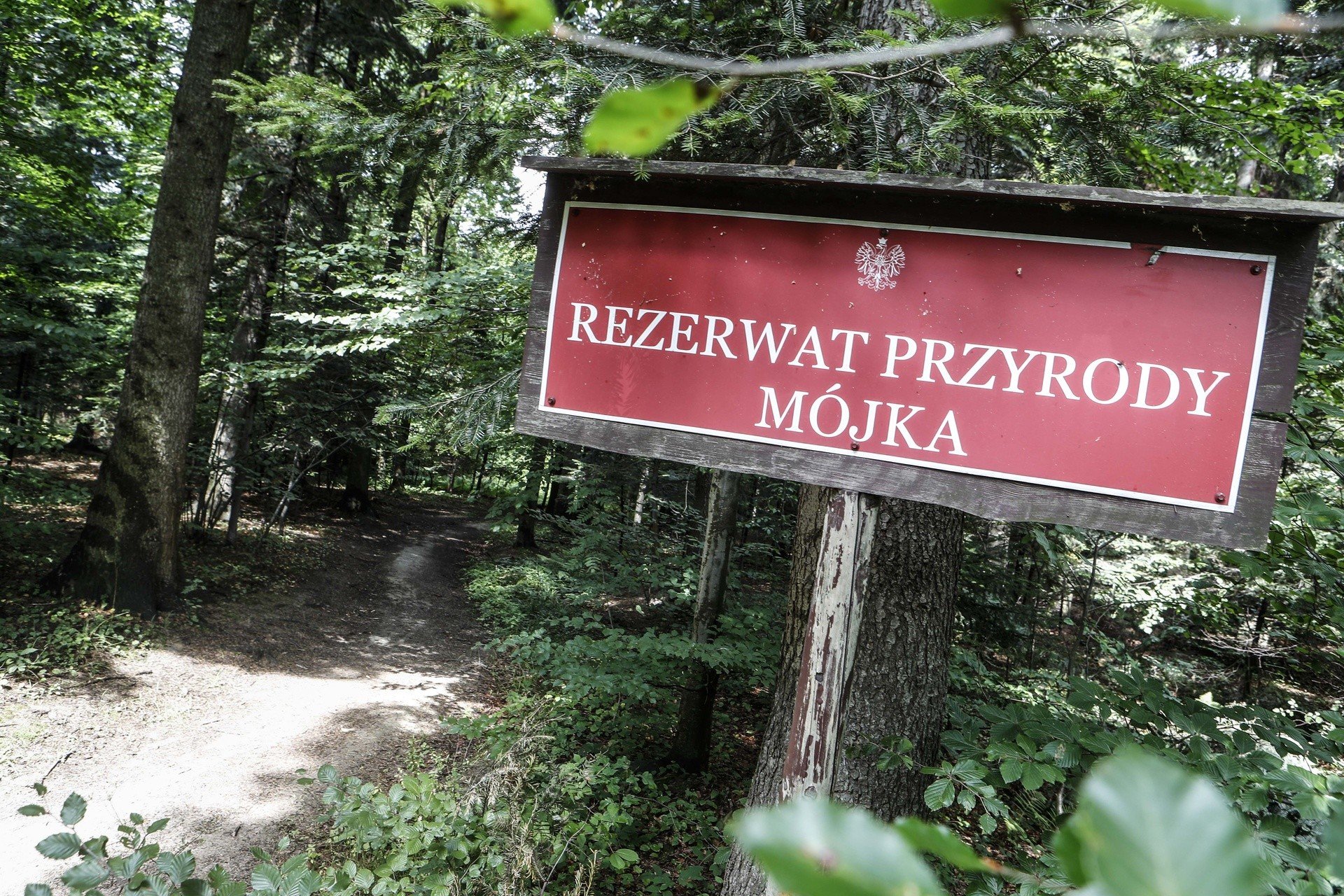 Rezerwat przyrody Mójka zdjęcie