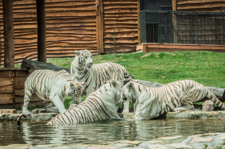 ZOO Borysew zdjęcie