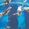 Oceanarium galeria 2