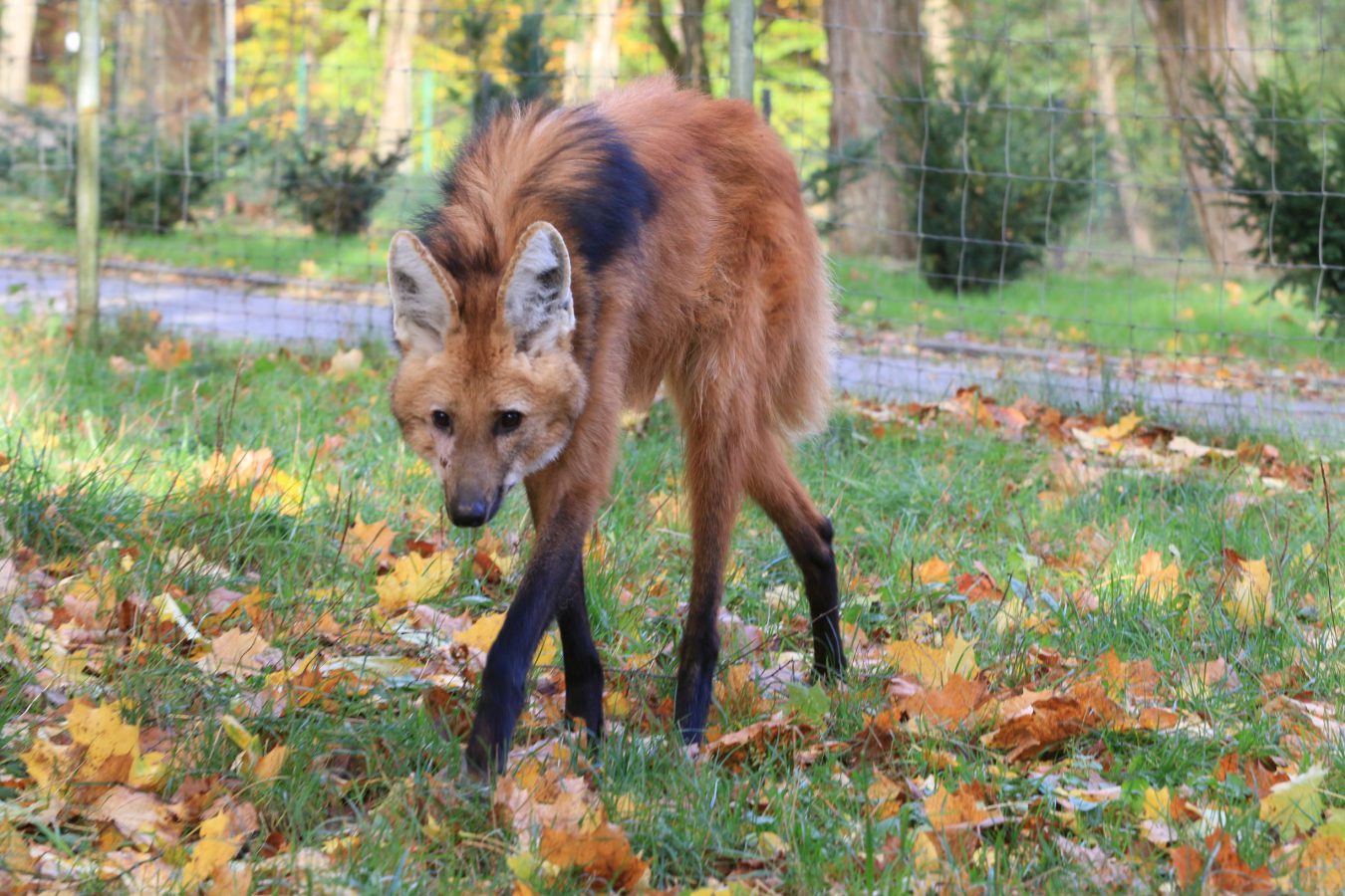 ZOO Gdańsk zdjęcie