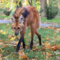 ZOO Gdańsk miniaturka